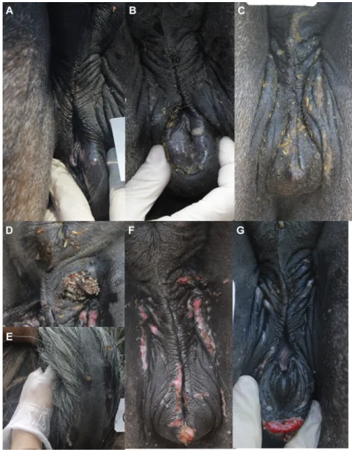 Fig. 1. ECE lesions observed in mares during the experimental study (A: vesicle; (B): pustule; (C, F, G): erosions and ulcers; (D): myiasis; (E): lesions out of the inoculation area).