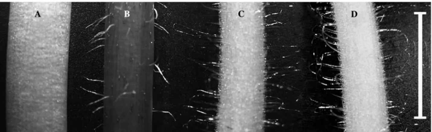 Fig. 4 Digital images of the middle part of the stem of the three plant species tested, showing distinct pubescence in the representatives of Solanaceae