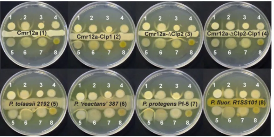 Fig. 5. White-line formation obtained by confronting various CLP producing