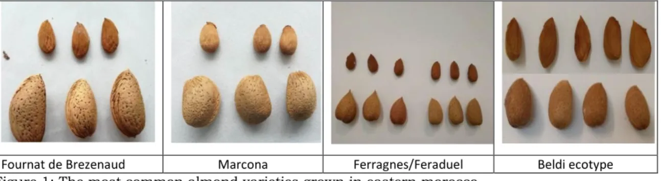 Figure 1: The most common almond varieties grown in eastern morocco  Tocopherol contents analysis 
