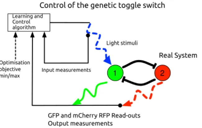 Figure 1: A schematic depiction of the exogenously controlled genetic toggle switch. The green circle represents the lacI gene and the red circle represents the tetR gene