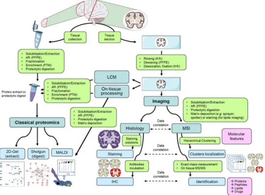 FIG. 1. Tissue processing workflows for molecular analyses. Tissues can either be pro- pro-cessed in solution or directly on tissue sections