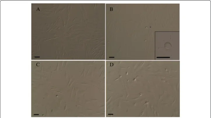 Fig. 1 Phase contrast images of cultured EC-MSCs. Homogeneous fibroblast-like cells (spindle-shaped in appearance) at P0 (a); among fibroblast-like cells, some adherent cells with a different shape (spherical or oval) and size were distinguishable at P2