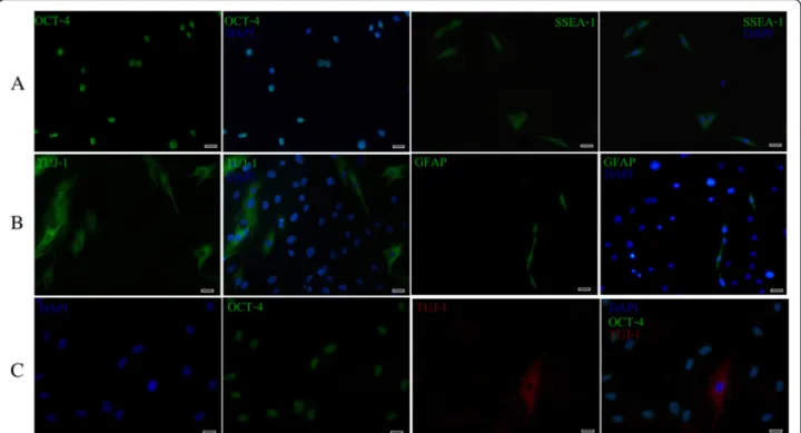 Fig. 4 Immunocytochemistry analysis of pluripotency (OCT-4 and SSEA-1), neuronal (TUJ-1) and glial (GFAP) markers in cultured EC-MSCs at P3.