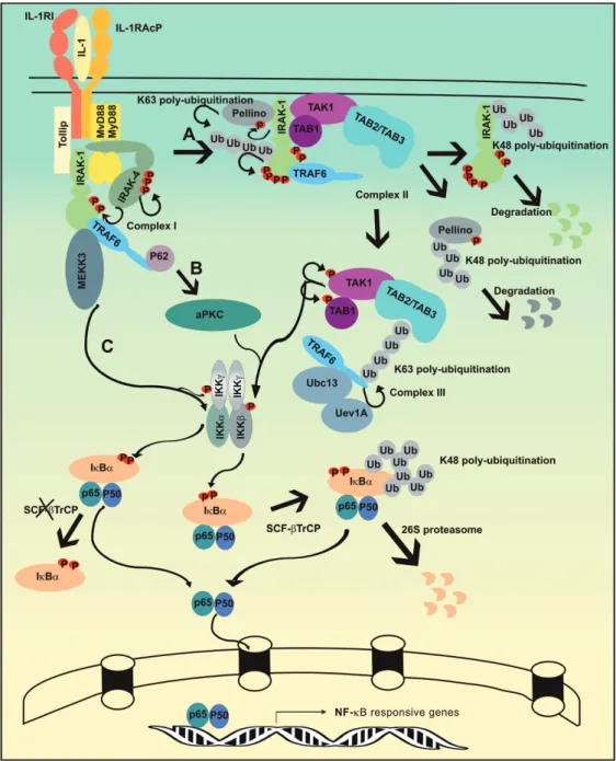 Figure 1. IL-1 signaling pathways to NF-kB. (A) TAK1-dependent pathway. Upon receptor triggering with IL-1, IL-1RI forms a complex with IL-R1AcP, leading to recruitment of MyD88, Tollip, IRAK-1, IRAK-4 and TRAF6 to form complex I