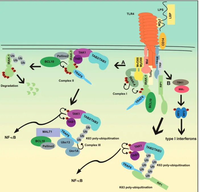 Figure 2. LPS signaling pathways to NF-kB. LPS in complex with LPS-binding protein (LBP) binds CD14 on the cell membrane, which transfers LPS to MD-2 and TLR-4