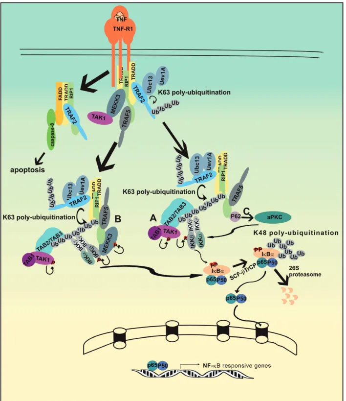 Figure 3. TNF signaling pathways to NF-kB. Upon TNF stimulation, plasma membrane-associated TNF-receptor 1 (TNF-R1) trimerizes and recruits via its death domain TRADD, which binds itself TRAF2 and RIP1, which also interacts with TRAF5