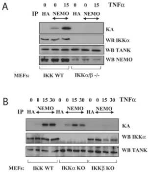 Figure 4 TNF α -mediated phosphorylation of TANK requires RIP1 and the TNFR1 but not the TNFR2, TRAF-2 and IKK α
