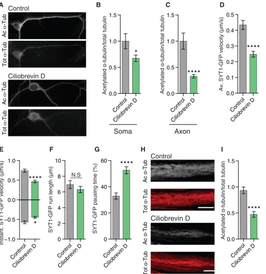 Fig. 5. Ciliobrevin disrupts -tubulin acetylation and axonal transport in vitro and in vivo