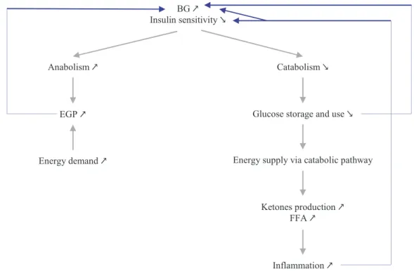 Figure 2-5: Self-sustainment of stress-induced hyperglycaemia due to reduced insulin sensitivity