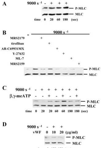 Fig. 6C also shows that, in the presence of 0.5 units/ml apyrase, the addition of L - ␤ , ␥ -meATP prior to shear potently enhanced MLC phosphorylation induced after 20 and 60 s; such
