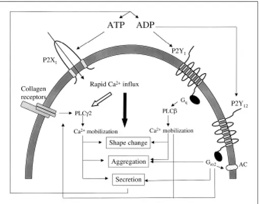 Fig. 6 Model depicting P2X 1 function during collagen-induced platelet activation. ATP and ADP are co-released from platelet dense  granu-les during platelet activation evoked by  colla-gen