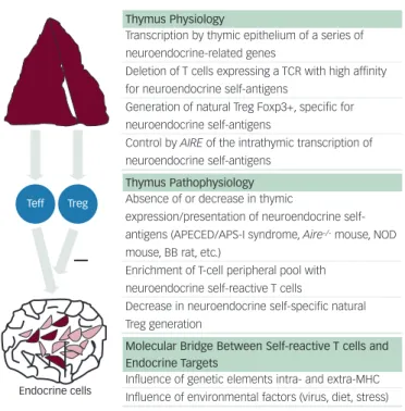 Figure 1: Thymus-dependent Programming of  Central T-cell Self-tolerance and Role of Thymus Dysfunction in the Development of Type 1 Diabetes  and Autoimmune Endocrine Diseases