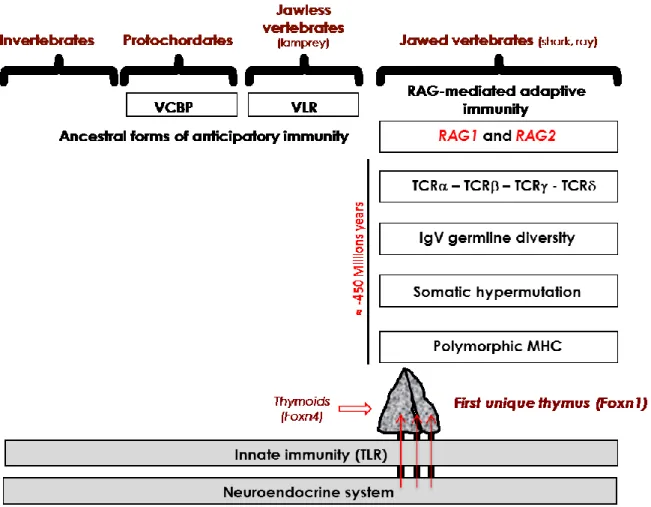 Fig. 2. Integrated evolution of the immune and neuroendocrine systems. 
