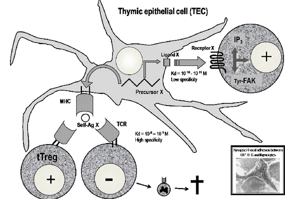 Fig. 1. The role of thymic neuroendocrine precursors in T-cell differentiation. 