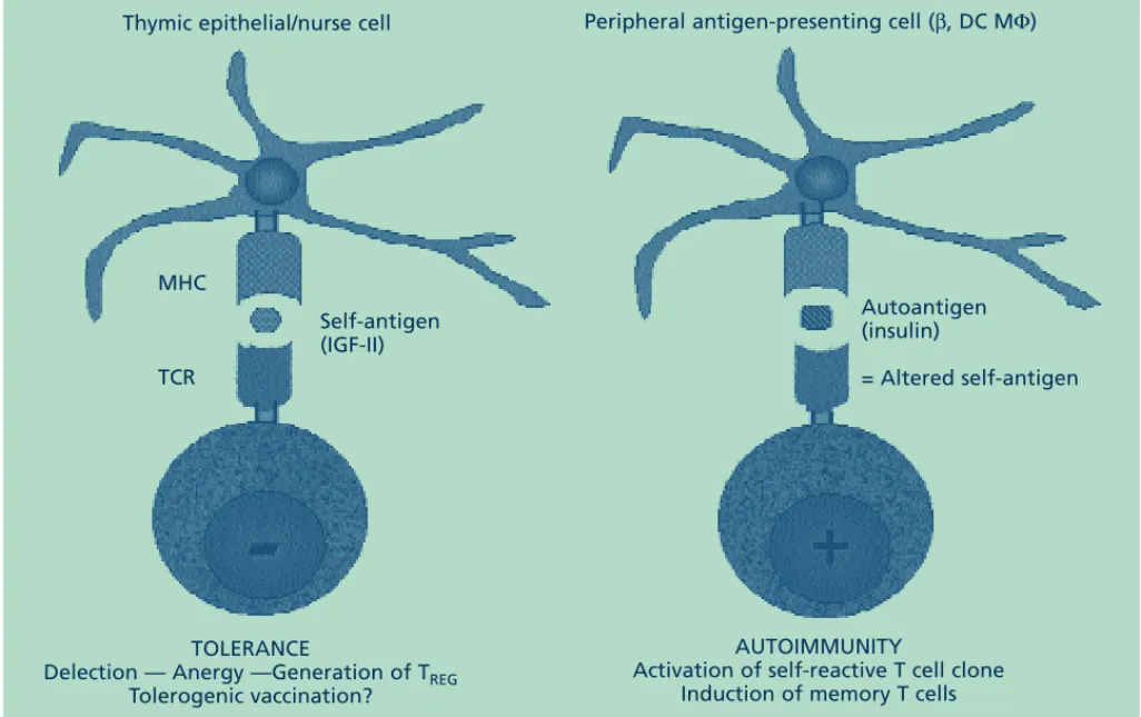 Fig. 2: Pharmacological perspectives: two opposing immune responses driven by two types of antigens.T REG , regulatory T  cell.