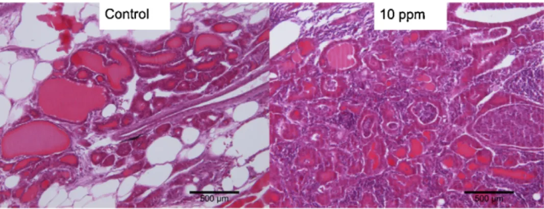 Fig. 5. Thyroid histological section of a control and an exposed sea bass (10 ␮g g −1 dw).