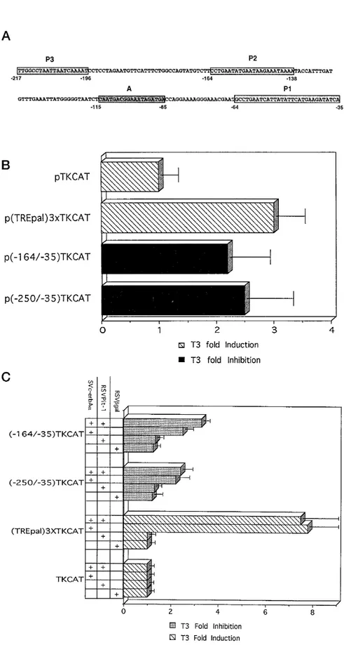 Fig. 2. T 3 Regulation of a Heterologous Promoter in Pituitary and Nonpituitary Cells