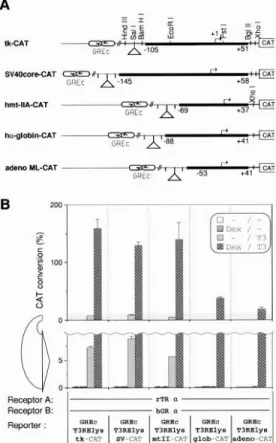 Fig.  6. Promoter-Specific  Responsiveness  to  Synergism  Cotransfection  of rTRa  and  hG&amp;  expression  plasmids  with  various  reporter  constructs