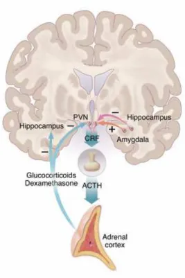 Figure 2 : Regulation of the HPA axis CRF-containing parvocellular neurons of the PVN of the  hypothalamus  integrate  information  relevant  to  stress  (Nestler,  Barrot  et  al