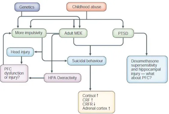 Figure  4 :  Effects  of  genetics,  head  injury  and  childhood  abuse  on  mood  disorders  and  impulsivity in relation to suicidal behaviour