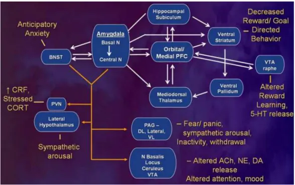 Figure  8  :  Dysfunction  of  mPFC  and  amygala  in  major  depression  (Drevets,  Price  et  al