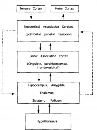Figure 9 : Basic  description of the role of the cingulate  in intracerebral  information processing  in  depression