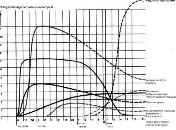 Figure 1 : Importance qualitative des mécanismes de régulation de la PA.