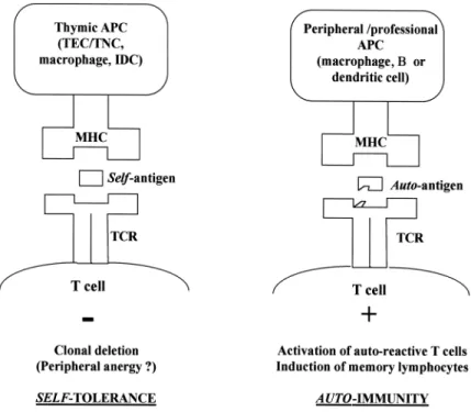 FIGURE 1. The opposite immune responses elicited by the thymic presentation of a self- self-antigen and the peripheral presentation of an auto-self-antigen