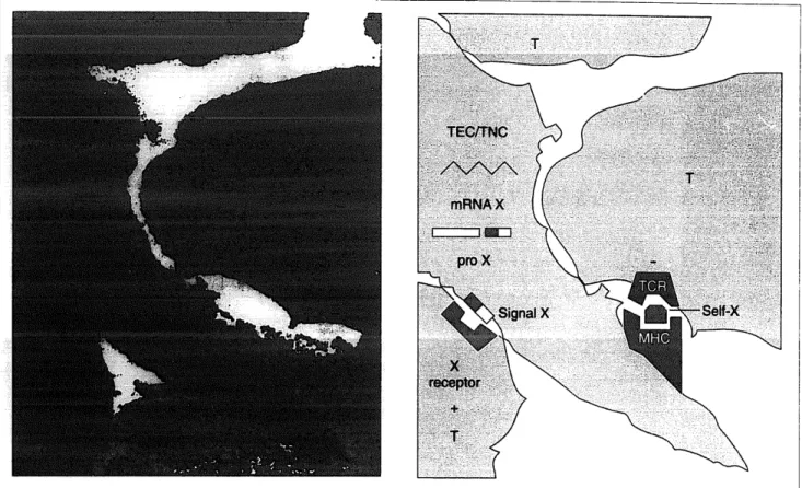 Fig. 2.  Ultmstrt~cturnl  image  from  the  mrine  tlytnic  cortex.  Pre-embedding  lnbellillg  zoith pol~yclor~nl  mti-OT  K31  at  2:700  (6