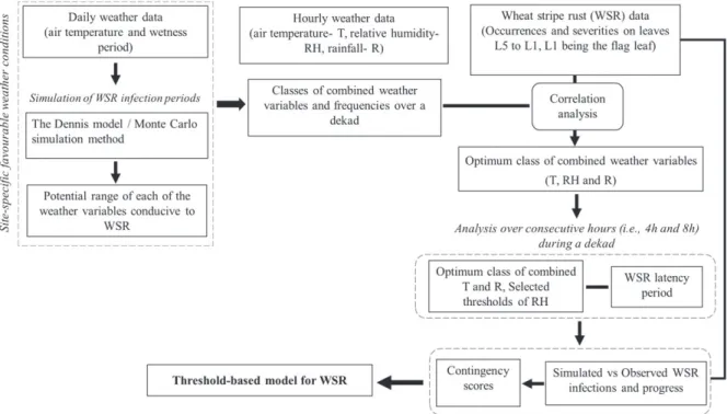Fig. 2. Descriptive flowchart of the modeling approach for predicting wheat stripe rust infection events.