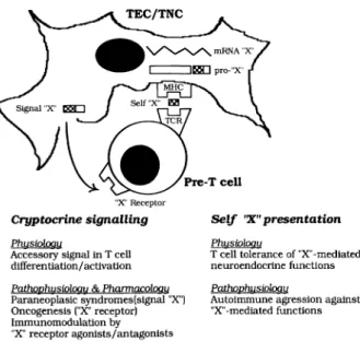 Fig.  1 - Thymic education of T cells in self neuroendocrine prin- prin-ciples.· model of the dual physiological role  of thymic self  pep-tides in  T cell differentiation