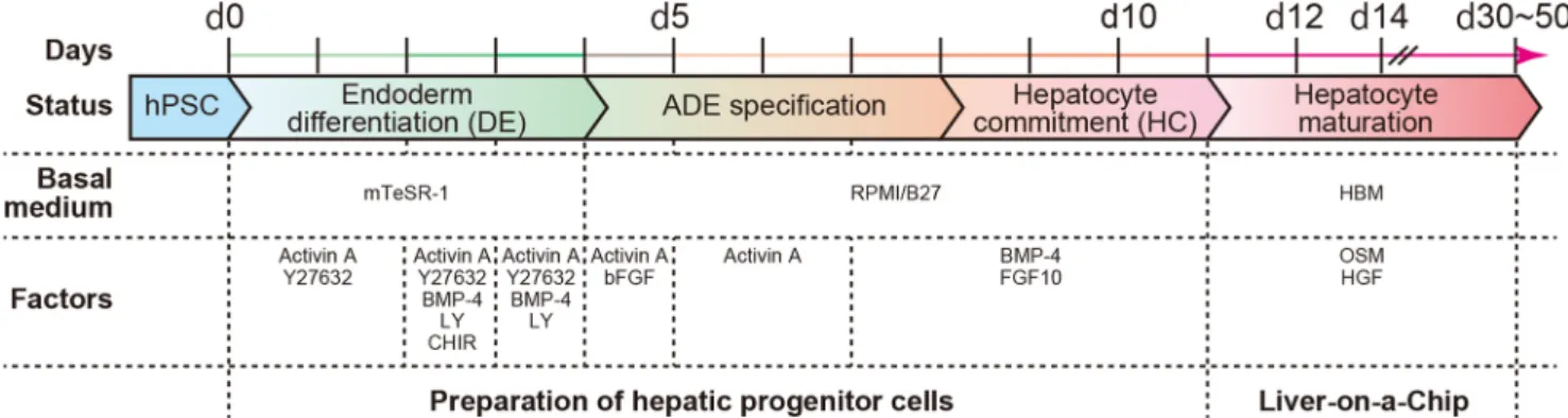 Fig. 1 The hepatic differentiation process from human pluripotent stem cells. A variety of solutions containing basal medium, growth factors, and chemicals were administered to hPSCs to efficiently induce differentiation to hepatocyte-like cells