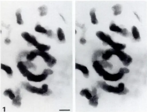 Figure 1. Stereo pair of Zea mays meta- meta-phase chromosomes stained with OA-B complex, observed at 200 kV