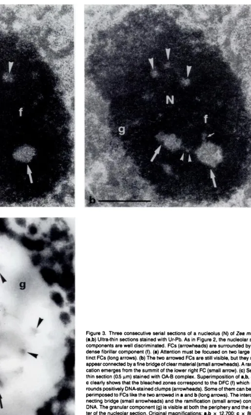 Figure a Three consecutive serial sections of a nucleolus (N) of Zea mays.