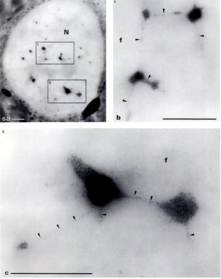 Figure 6. Semi-thin section of nucleolus (N) of Sinapis albe stained with OA-B complex