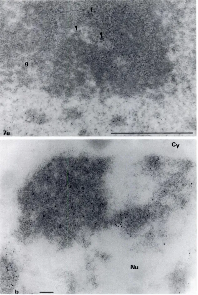 Figure 7. (a) Immunocytochemical localization of DNA on Lowicryl K4M sections of Zea maya using a monoclonal anti-DNA antibody