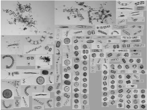 Figure 4 : Exemple d‟assemblage de phytoplancton marin observé le 1 er  mai 2017 à la station  Martha‟s Vineyard Coastal Observatory illustrant la diversité de formes et de tailles du 