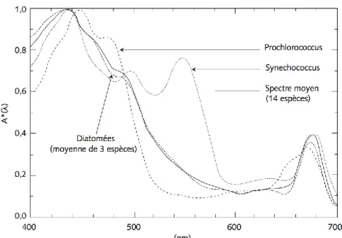 Figure 5 : Spectres d‟absorption de différentes espèces de phytoplancton, normalisés par leur  maximum