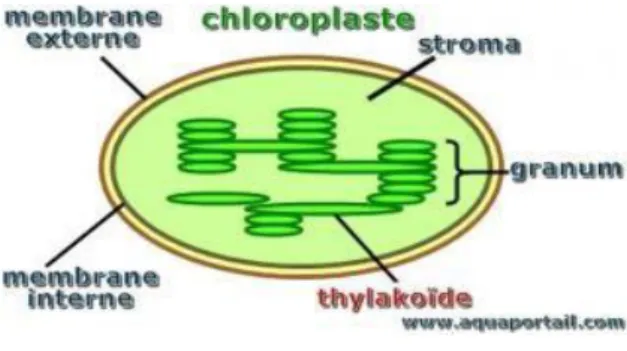 Figure 2: Schéma d'un chloroplaste