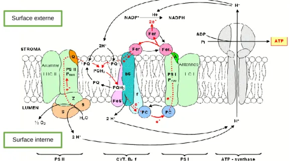 Figure 3: Complexe macromoléculaires et transferts d'électrons et de protons au niveau de la  membrane du thylakoïde 