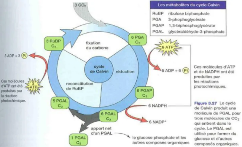 Figure 4: Le cycle de Calvin