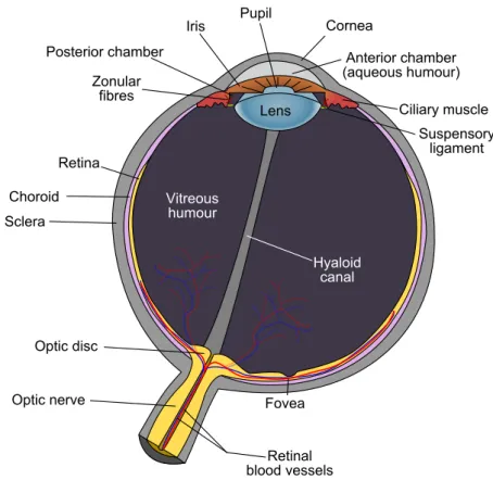 Figure 2.6 shows a cross-section of the eye with the name of some of its key parts.