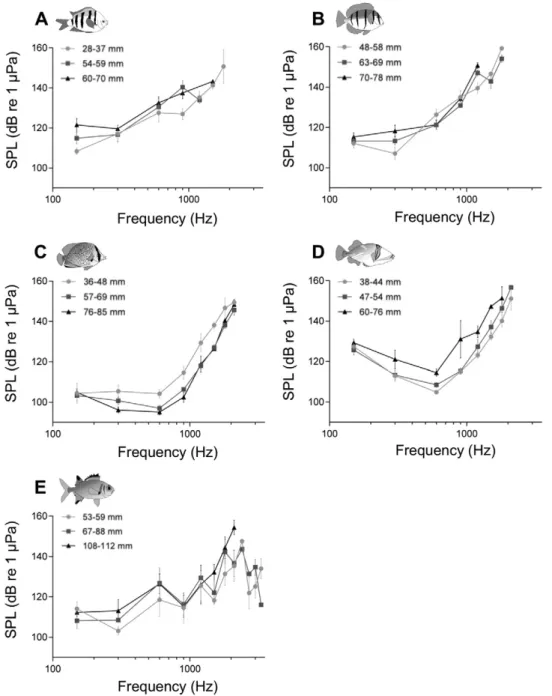 Fig. 2. Mean (±SEM) AEP thresholds of ﬁve coral reef ﬁsh species. Sound pressure level (SPL) audiograms for (A) three size groups of Abudefduf vaigiensis (28–37, 54–59 and 60–70 mm), (B) three size groups of A