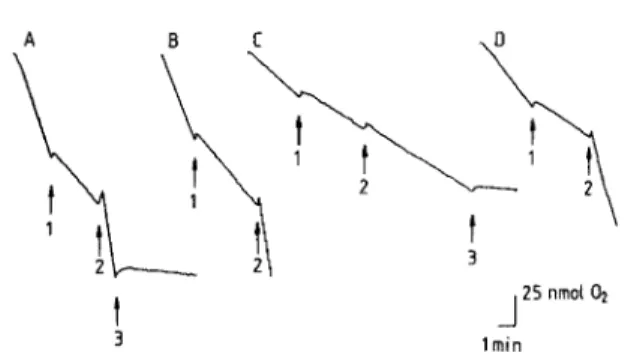 Figure 1 shows the r ate of oxygen consumption b y neιι roblastoιna cells under different experimental 