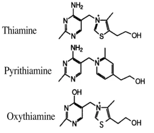 Fig.  1.  Thiamine  and  two  of  its  synthetic structural antimetabolites.