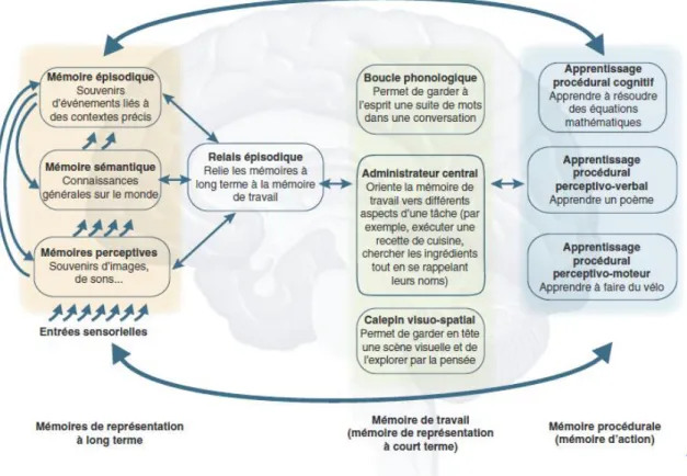 Figure 4 : organisation fonctionnelle des interactions entre les 5 grands types de mémoires