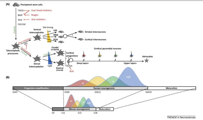 Figure 1. In vitro pluripotent stem cell (PSC)-derived Corticogenesis recapitulates in vivo developmental milestones