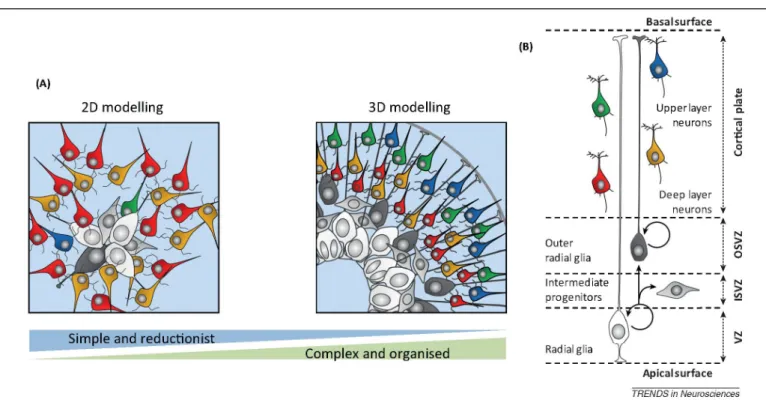 Figure  2.  Different  models  of  in  vitro  corticogenesis  from  2D  to  3D.  (A)  2D  models  are  more  reductionist  but  nevertheless  recapitulate  key  aspects  of  corticogenesis  and  can  be  used  to  study  various  aspects  of  cortical  neu