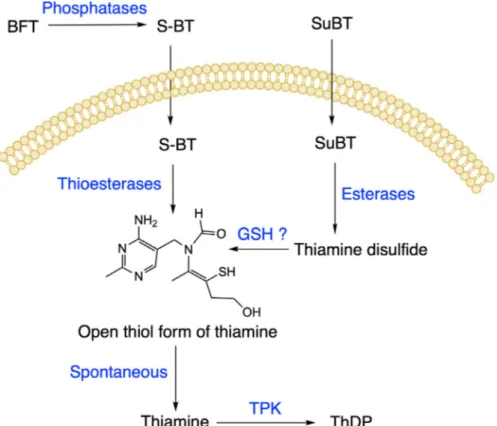 Fig. 13. Proposed mechanism of action of BFT and SuBT. (GSH, reduced glutathione; TPK, thiamine pyrophosphokinase).